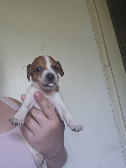 Дівчятка джек рассел терера мають щеплення і чипування