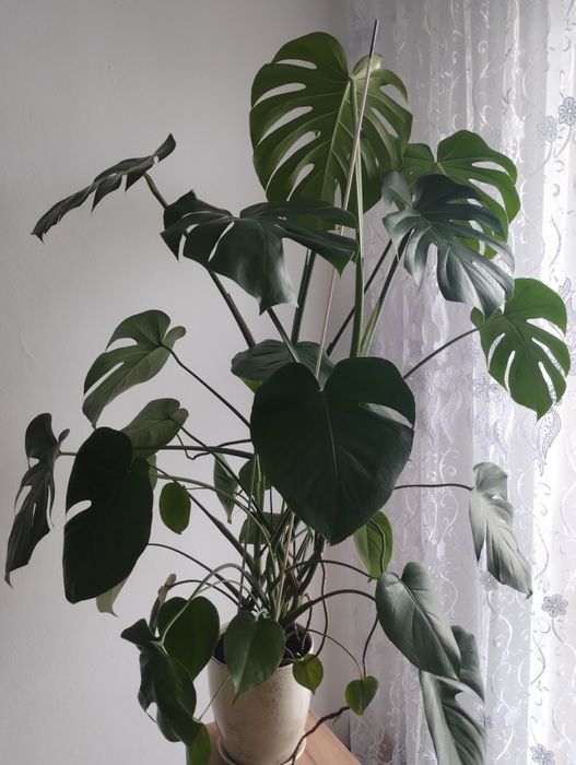 Piękna duża monstera.