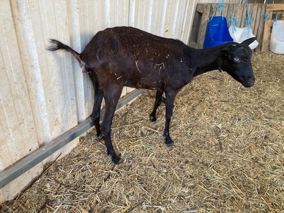 Vende-se cabras