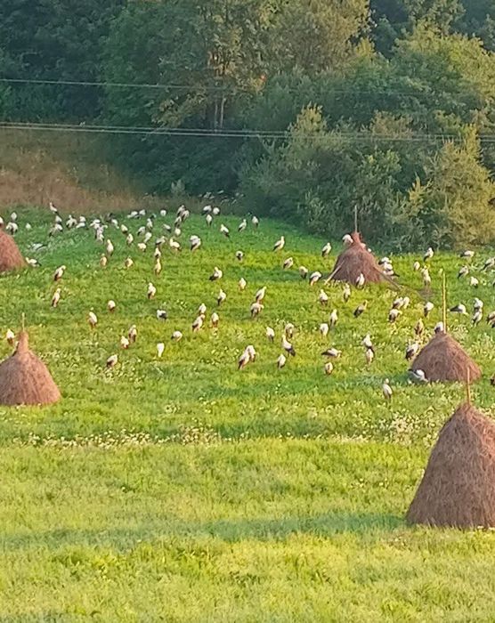 Відпочинок у Закарпатті. Садиба «Під Боржавою»