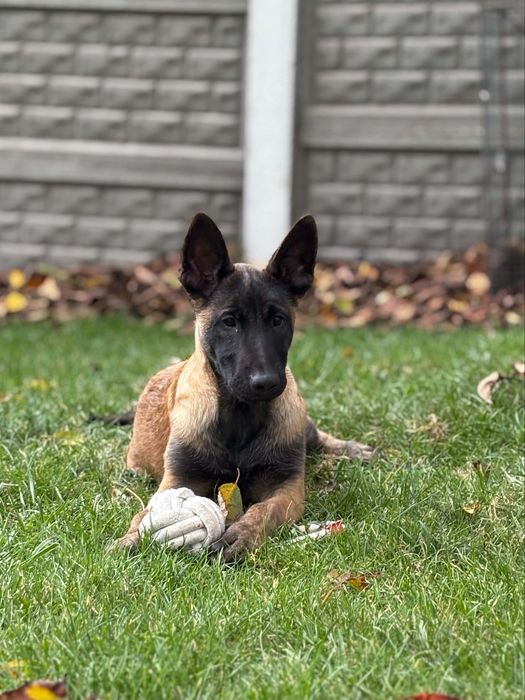 Owczarek belgijski malinois piesek