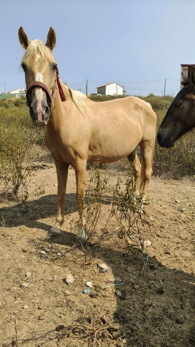 Egua palomina 6 anos