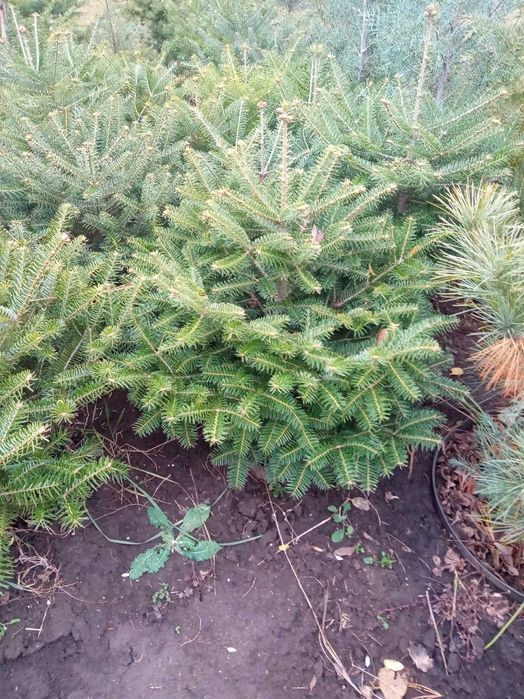 Пихта испанская, кавказская