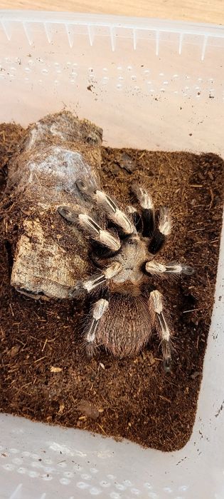 Dorosła samica nhandu chromatus