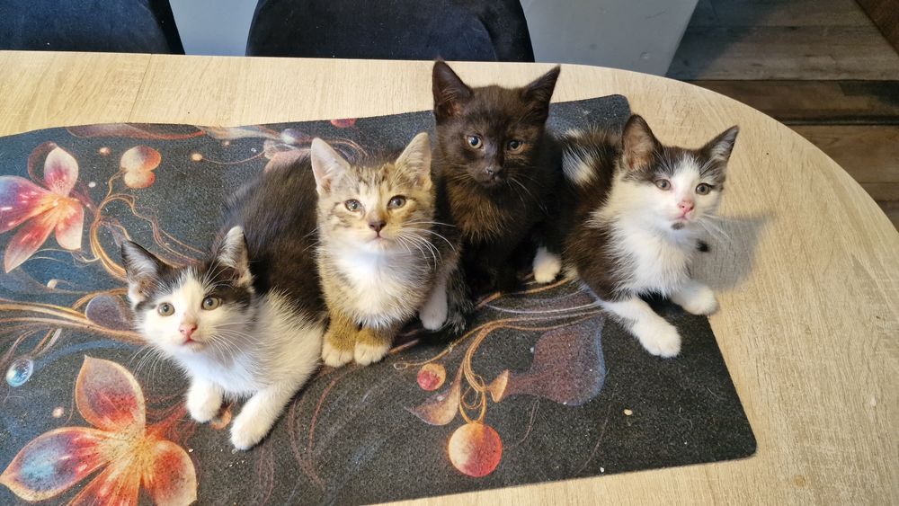 Cztery kotki do adopci za darmo