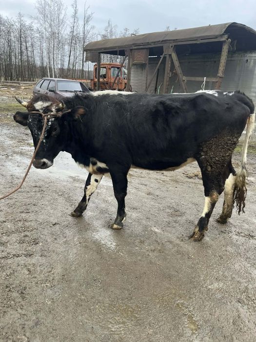 Продається тільна телиця