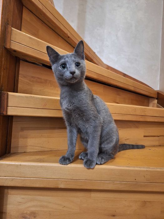 Веселий мурчун кошеня Руська блакитна