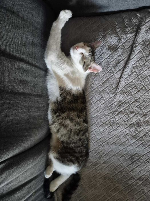 Marcel: Mistrz mruczenia i zawodowy przytulasek szuka domu!