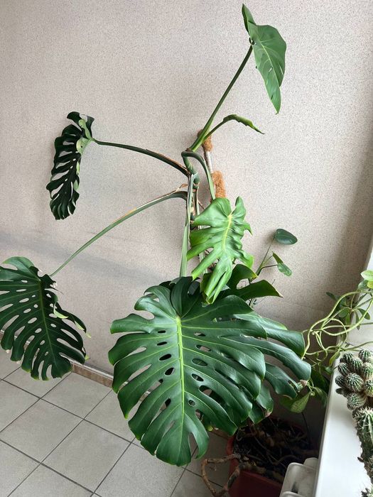 Монстера, монстера, лиана