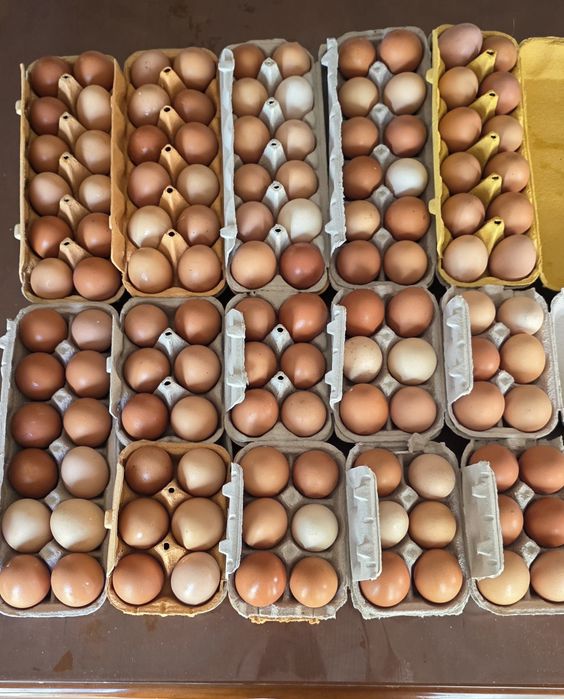 Ovos caseiros frescos