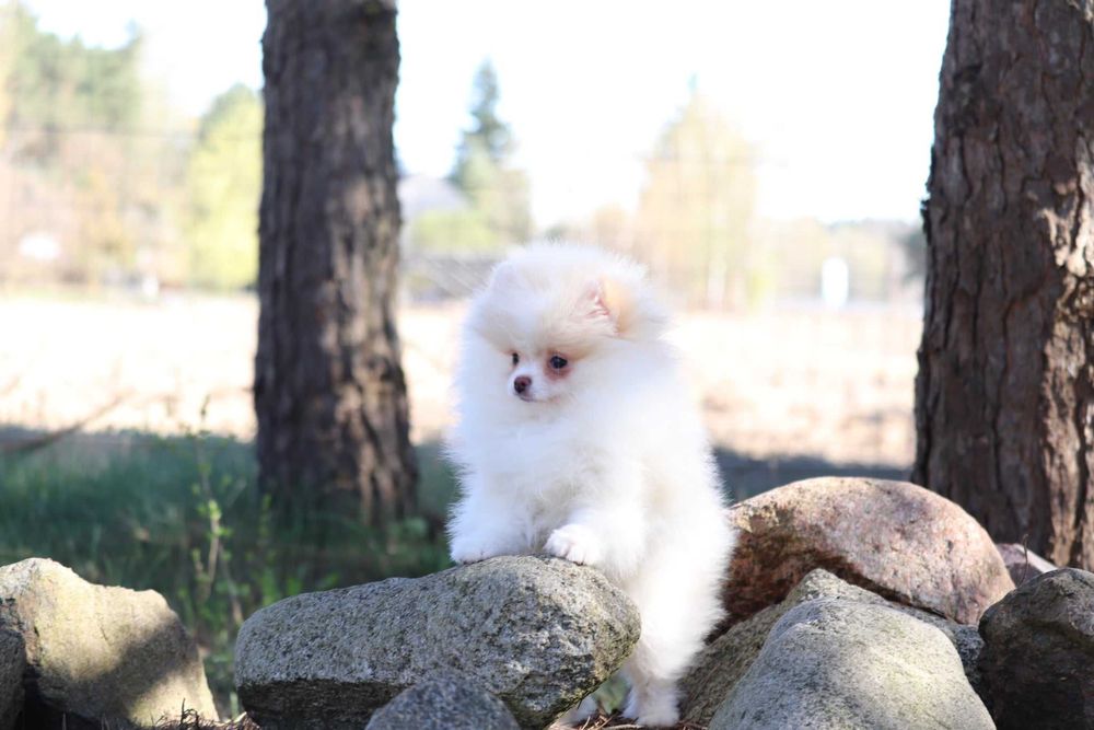 pomeranian szpic