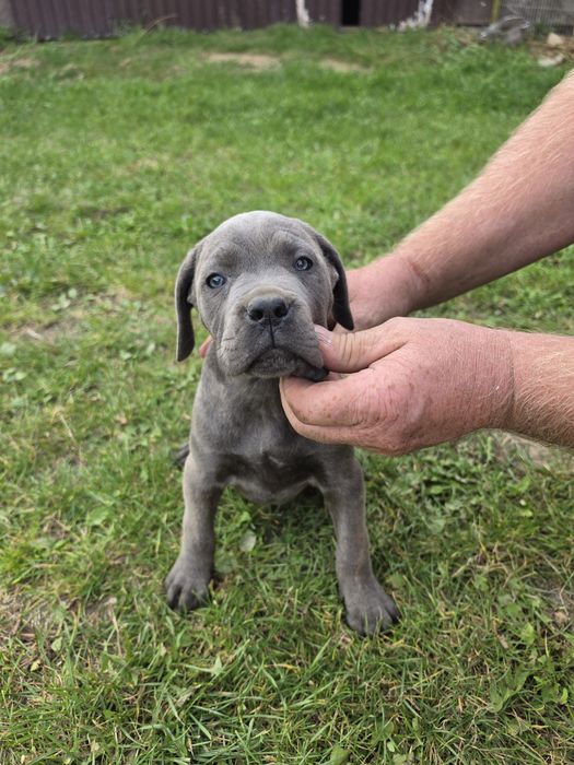 Cane Corso Błękitno pręgowana suczka gotowa do odbioru