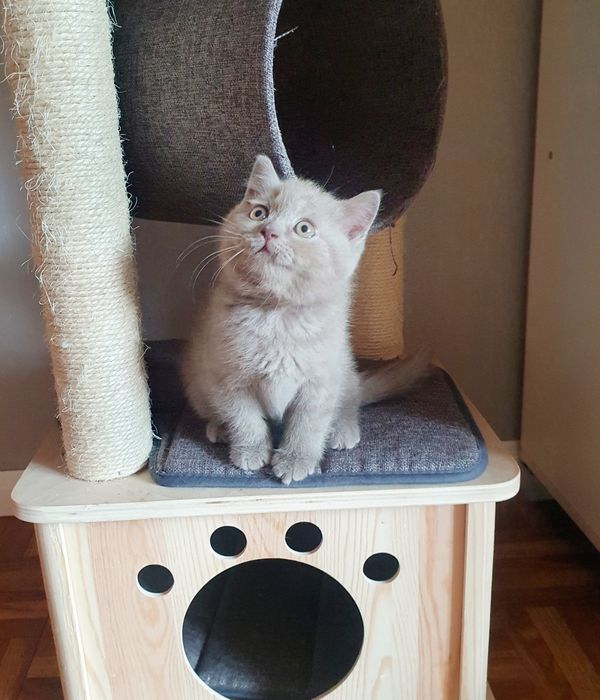 Kocurek brytyjski liliowy