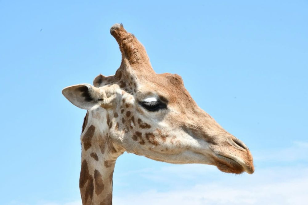 Sigma 18-250 3.5-6.3