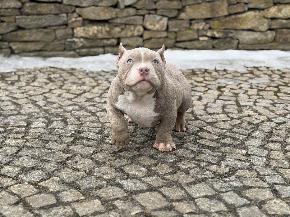 American bully samiec ABKC
