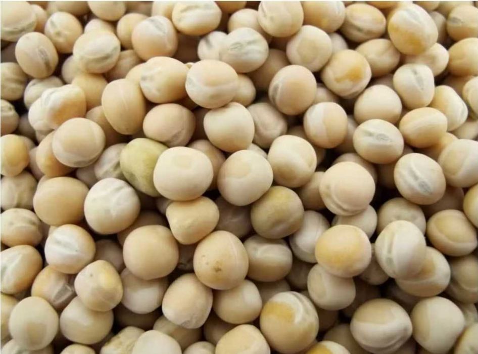 Groch Astronaute – czyszczony