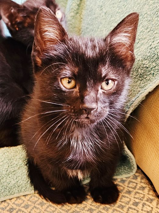 Gatinhos bébes para doação