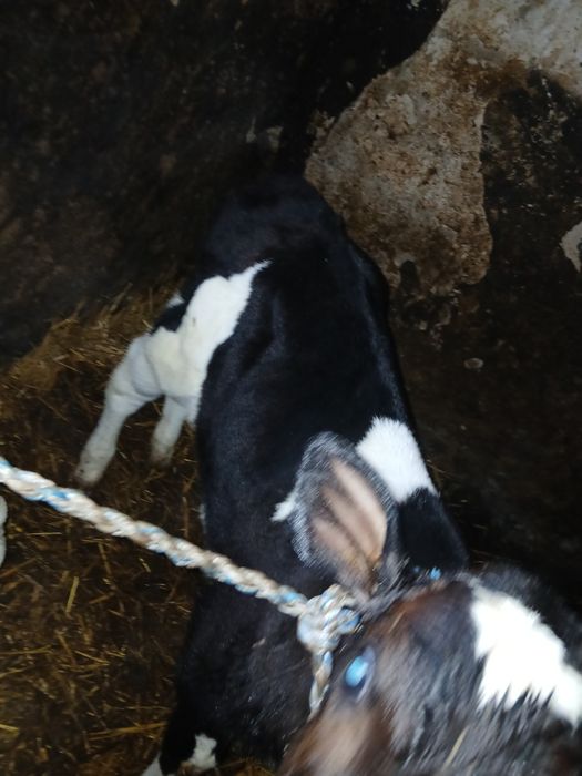 Jałoweczki od rolnika