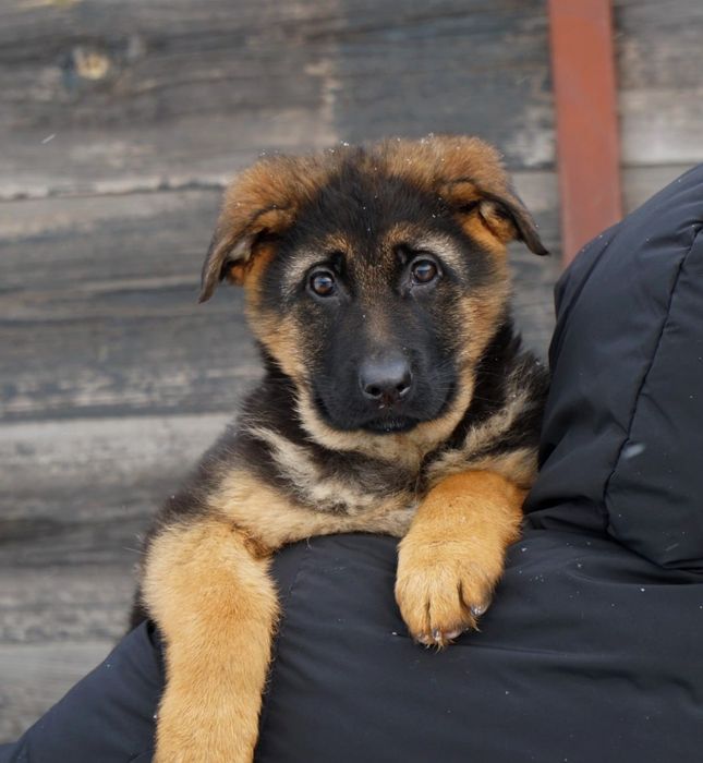 Щенки немецкой овчарки. Свободны девочки.