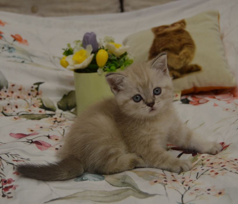 Котята шотландські