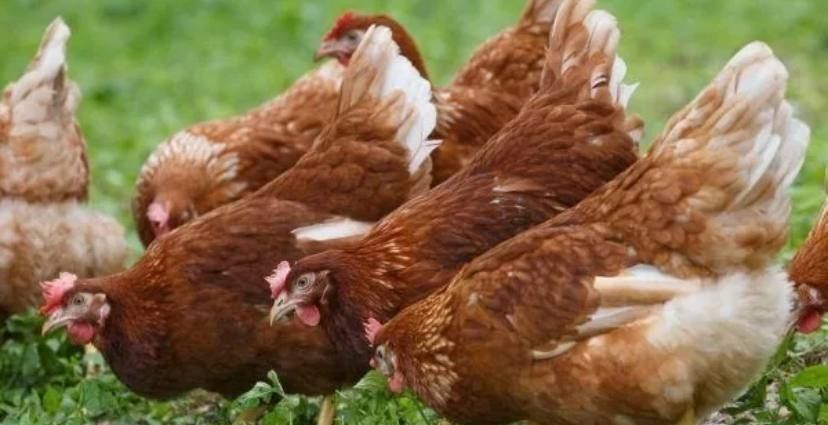 Кури с доставкой