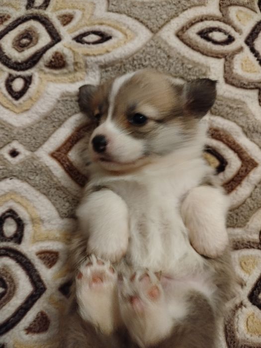 Хлопчик бобтейли рижо -білий