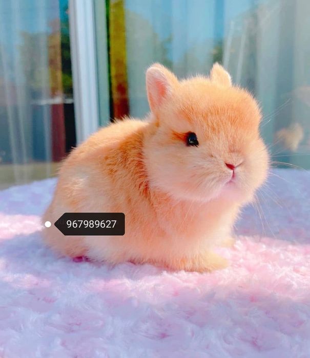 KIT Coelhos anões mini holandês e minitoy super meigos e brincalhões