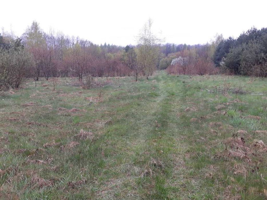 Oddam za darmo krzaki na biomasę lub pellet