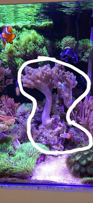 Sprzedam żywą skałę wraz z koralowcami