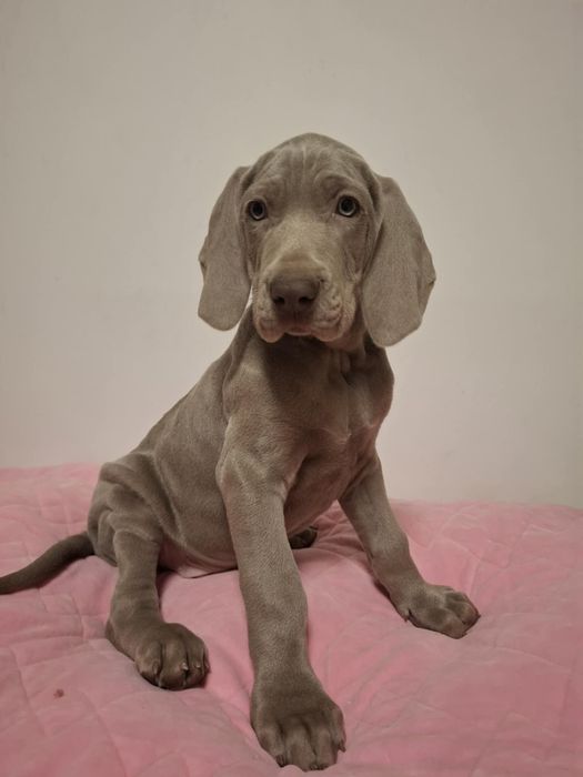 Wyżeł Weimarski suczka