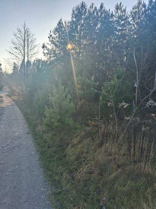 Земельна ділянка 17.5 соток під будівництво,с.Дениші