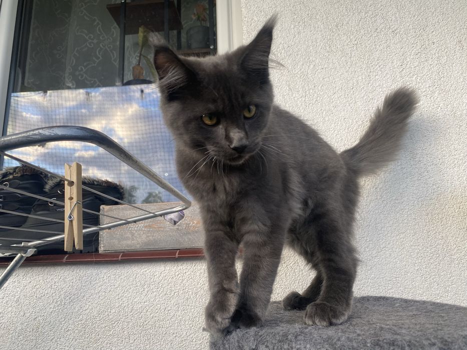 Niebieski dymny kocurek Maine Coon