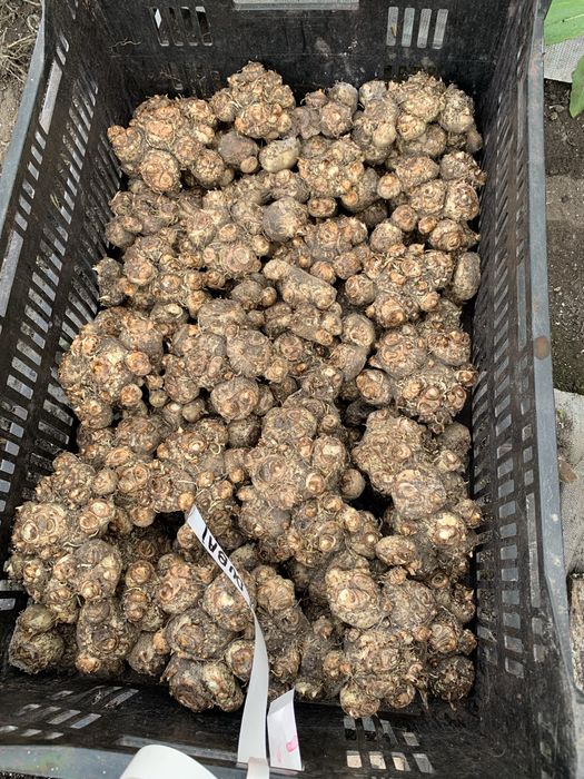 Кала зентадеская