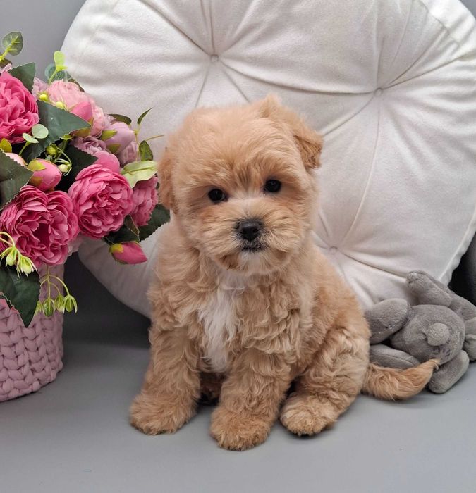 Продаж карамельних Мальтіпу F1, домашнє вирощування