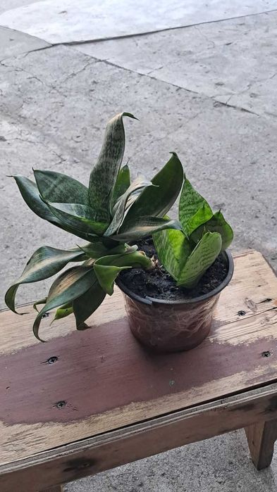 кімнатні  квіти  Сансевієрія 3 види