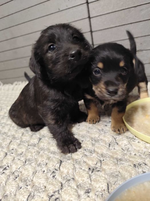 Oddam pieski w dobre ręce