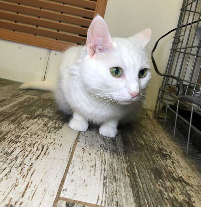 Прекрасная белоснежная кошечка глухая Дана-особенный ангел!