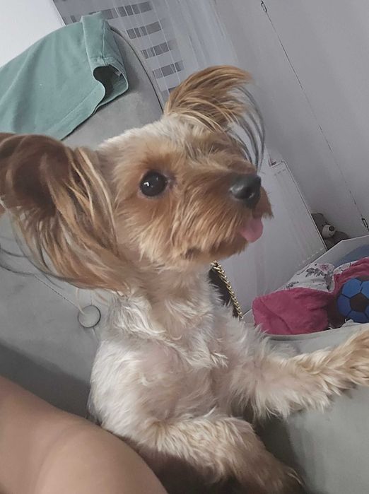 Oddam pieska ma ponad dwa lata