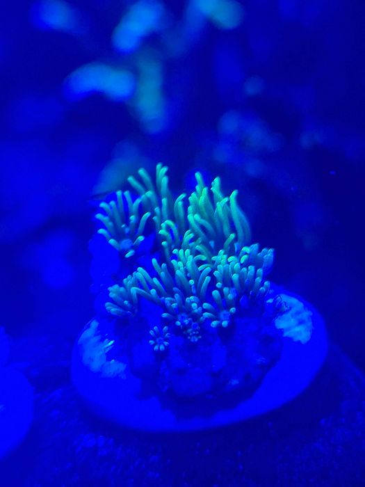 Briareum ultra fluo szczepki