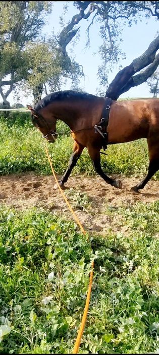 Vendo ou troco Cavalo raça espanhol puro