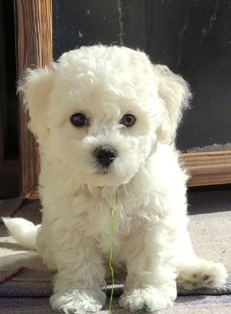 Бішони-пухнасті янголи