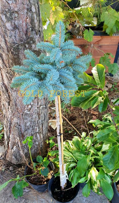 Ель голубая на штампе