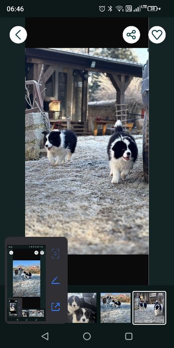 Border Collie szczenię