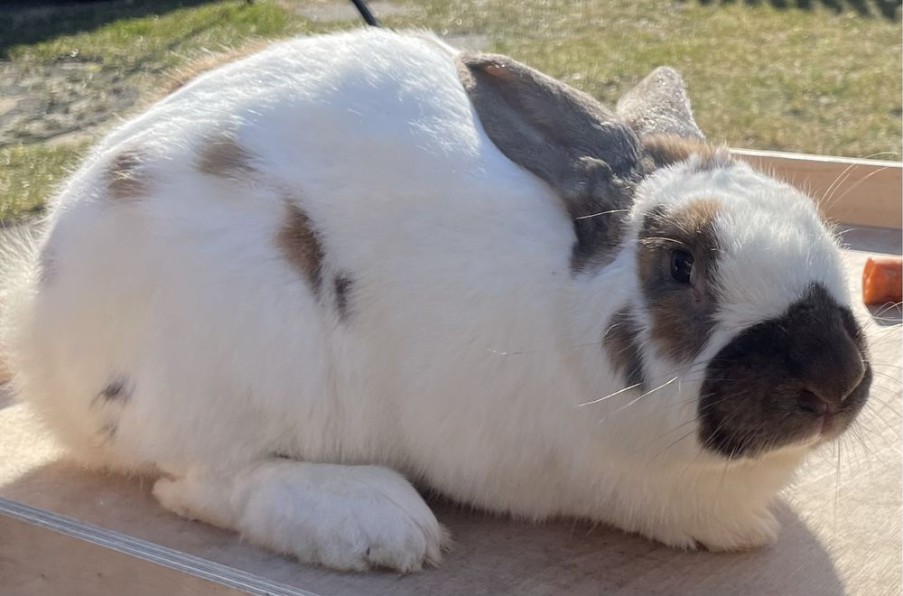 Królik - srokacz madagaskar