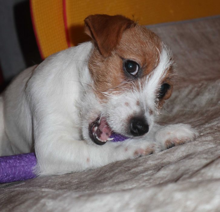 Чистокровні цуценята Джек Рассел Тер'єр