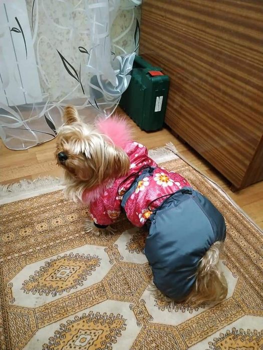 Утеплений комбінезон для собак дрібних порід