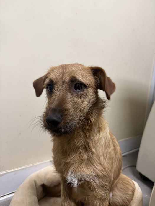 Moana, cadelinha com 9/10 meses porte pequeno para adoção responsável