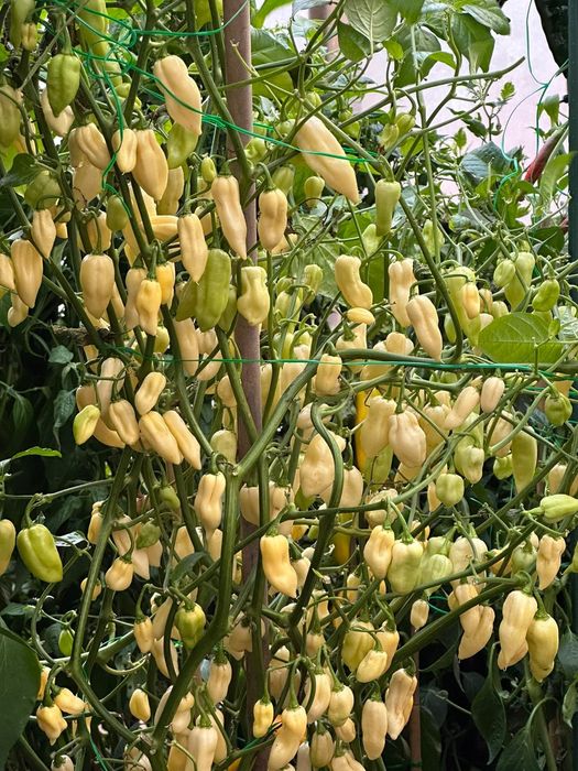 Sementes de chillies/ pimentas/ malaguetas