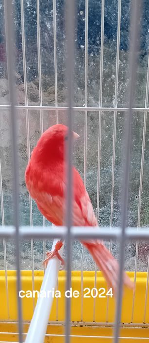 Canárias vermelho de 2024