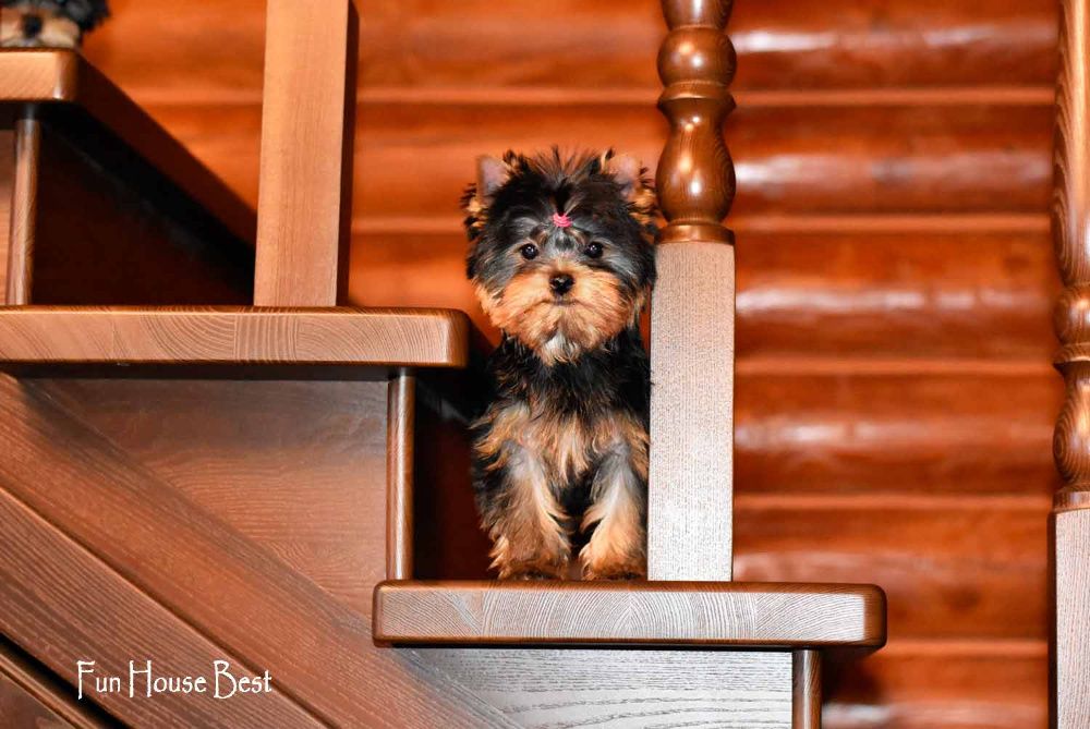 Шикарного качества девочка йоркширский терьер!